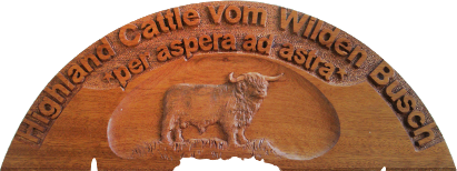 Highland Cattle vom Wilden Busch