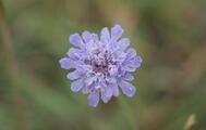 Wohlriechende Scabiose (Scabiosa canescens)