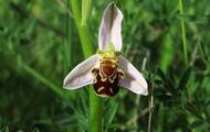 Ophris apifera - die Bienenragwurz