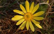 Adonis vernalis - eine Art die man nicht übersehen kann