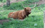 Alisa - old style scottish Highland Cattle
