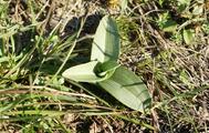 Orchis purpurea - Winterrosette