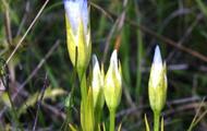 Gentianella ciliata