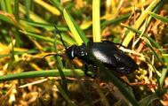 Meloe brevicollis - eine seltene, gefährdete Art in Sachsen-Anhalt