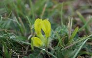 Blüten im Herbst - Astragalus exscapus