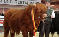 Bundesschau Schwarz-Rot-Gold Berlin Wallace Reservesieger Bullen