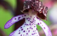 Orchis purpurea - Einzelblüte