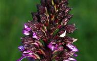 Orchis purpurea