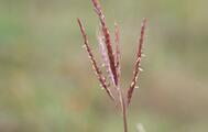 Bartgras (Bothriochloa ischoemum)